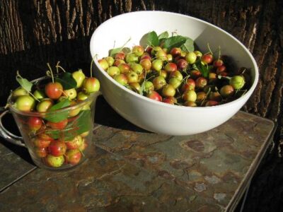 Crabapples ready for pressing.